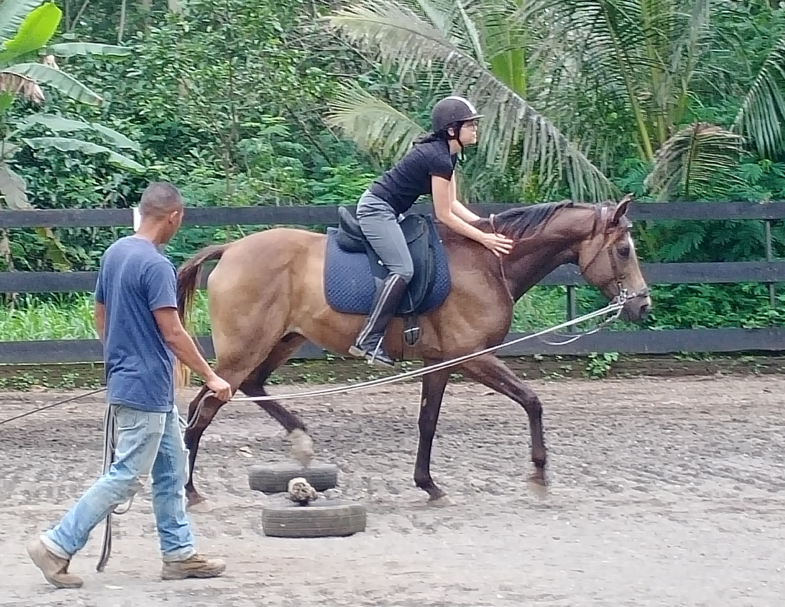 pole work in the trot